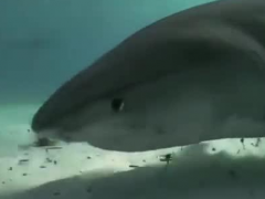 深海世界全息影像已實現，全息地圖